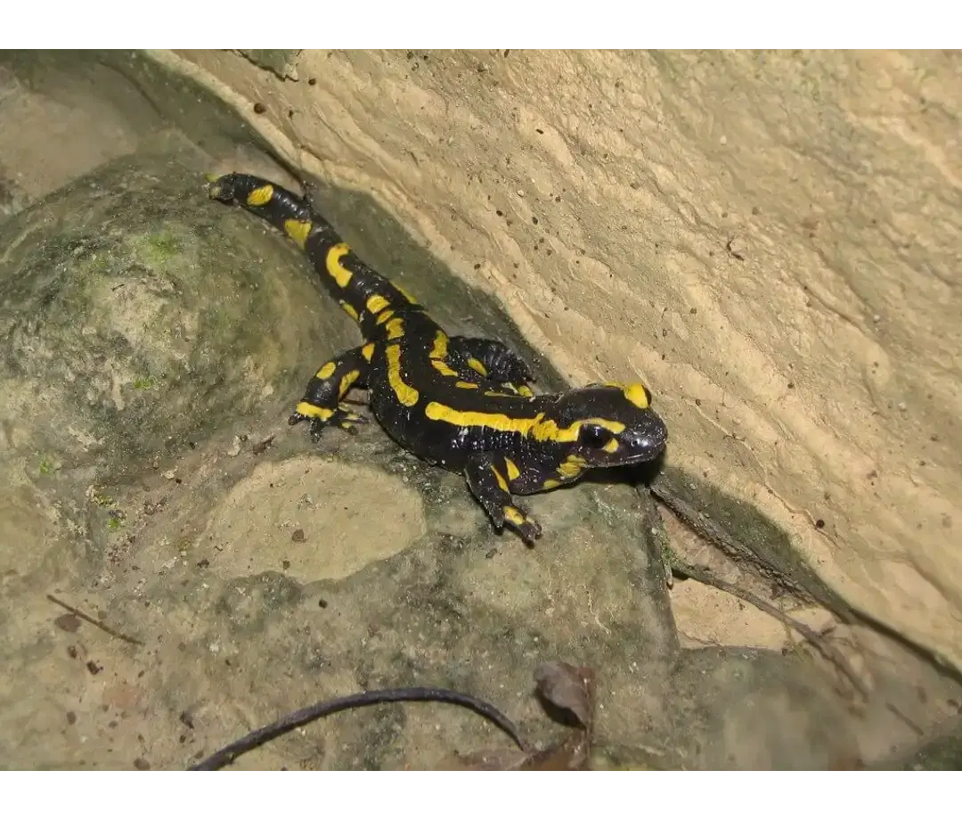 Faune des canyons du Jura - Chamois et bouquetins