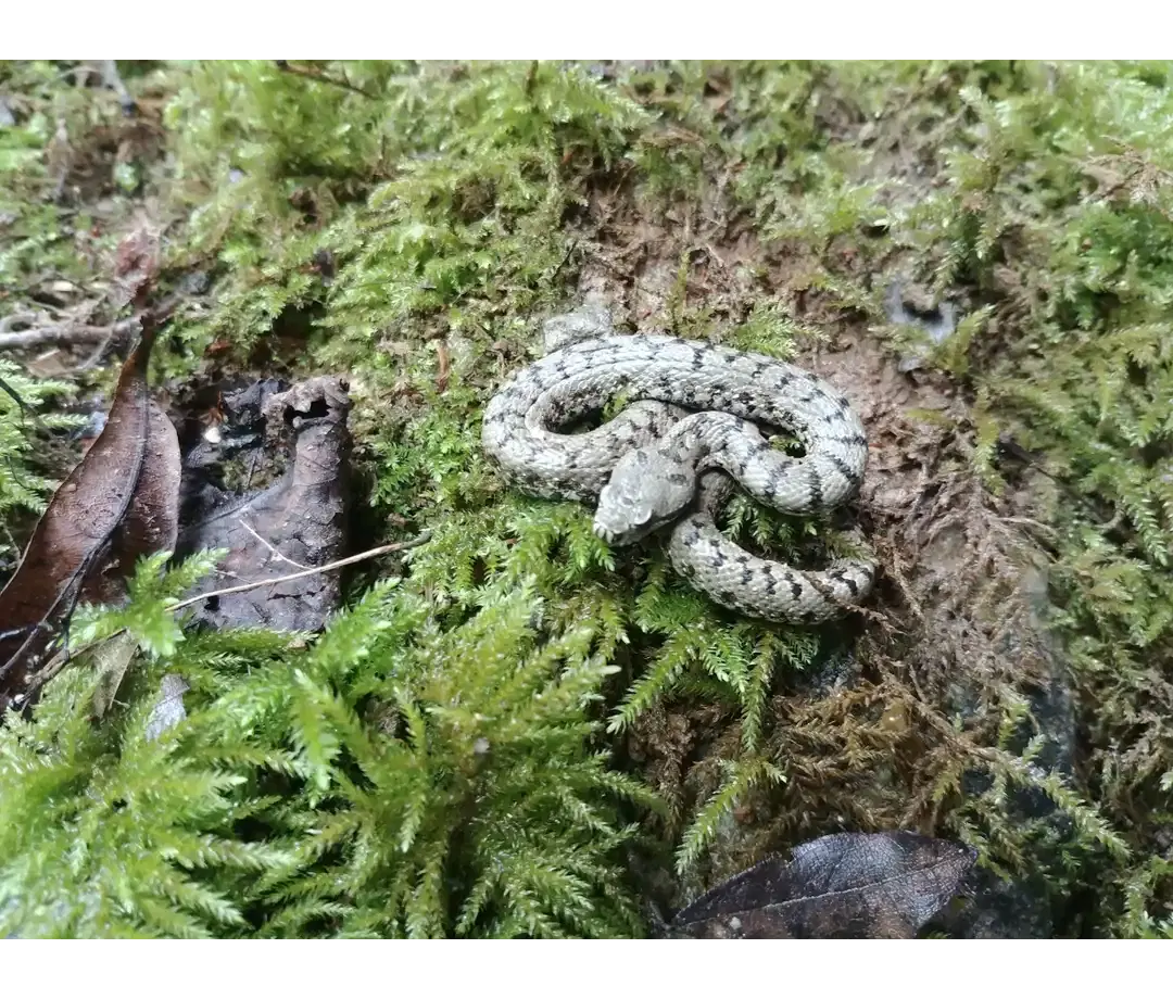 Oiseaux des gorges de l'Ain - Faucon pèlerin