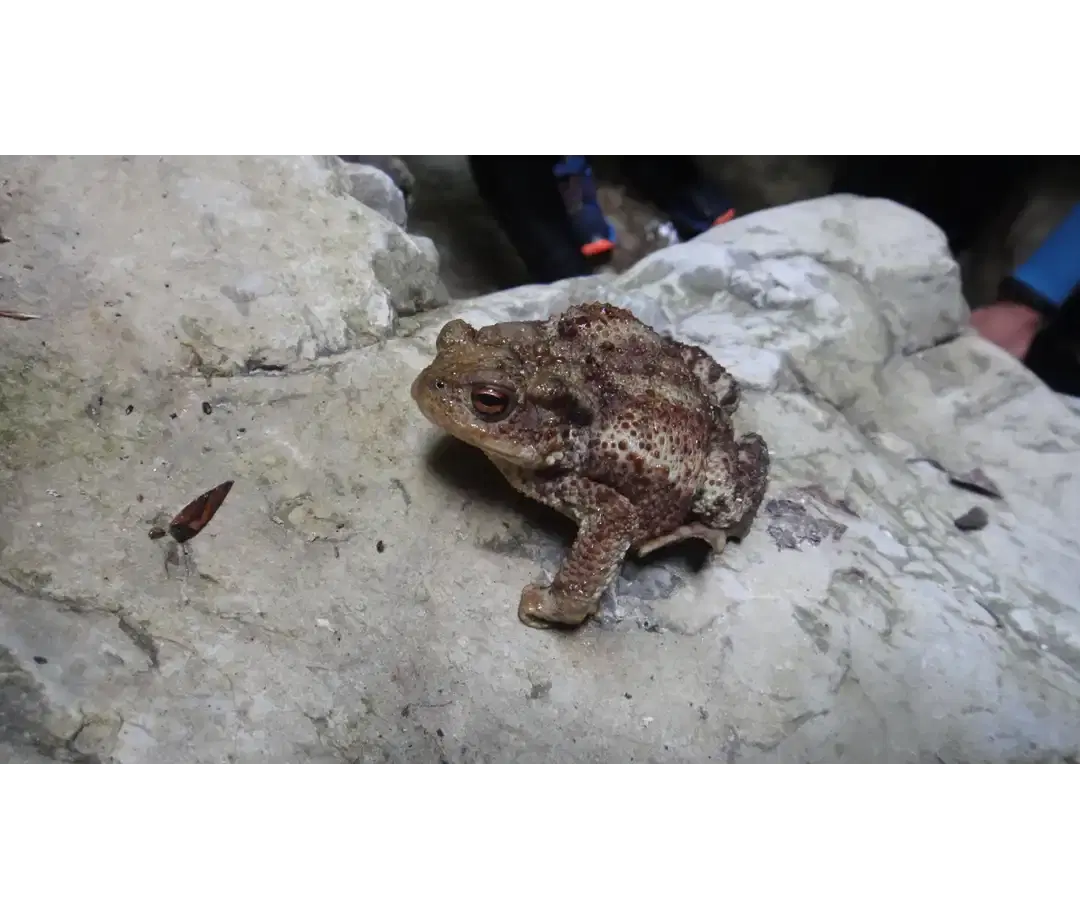 Amphibiens des rivières du Jura - Salamandre tachetée