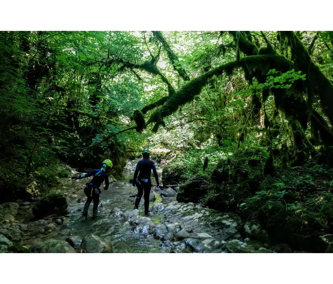 Flore des canyons du Jura - Fougères et mousses