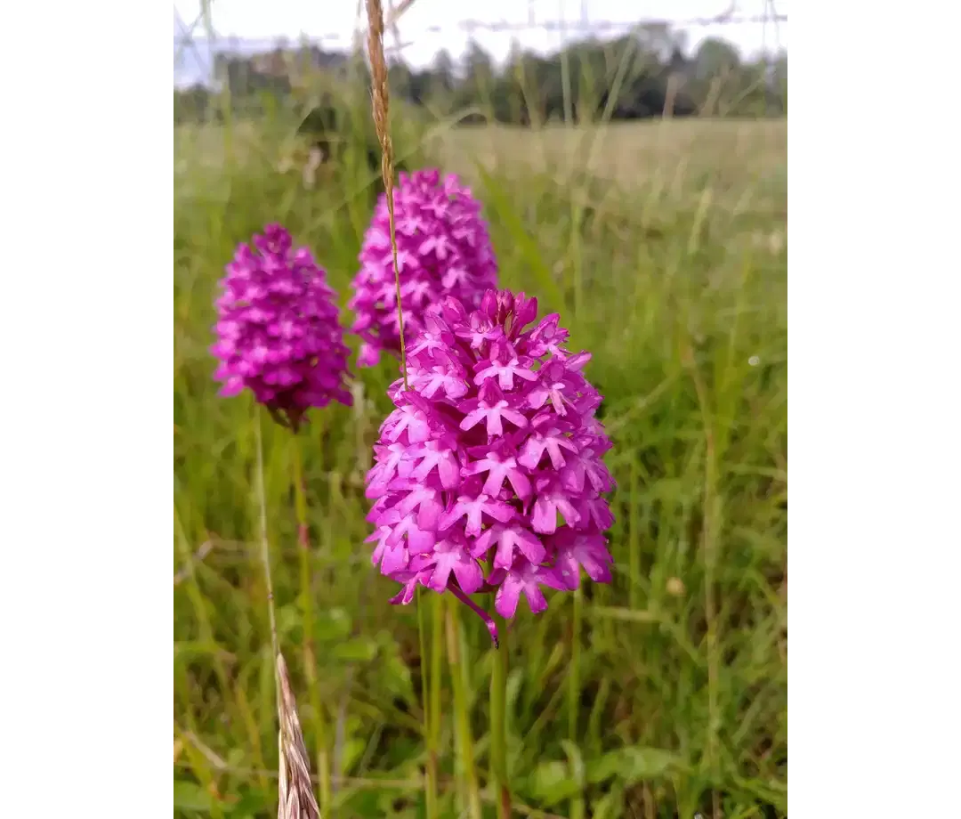 Plantes aquatiques de l'Ain - Végétation de canyon