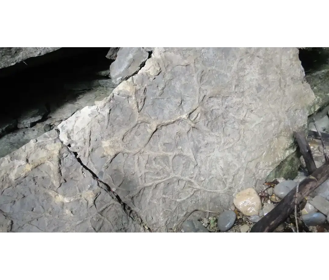 Orchidées sauvages du Jura - Flore protégée